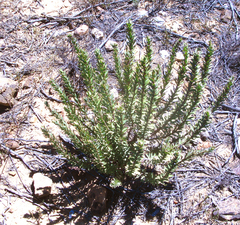 Euryops lateriflorus