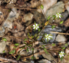 Sabulina tenuifolia