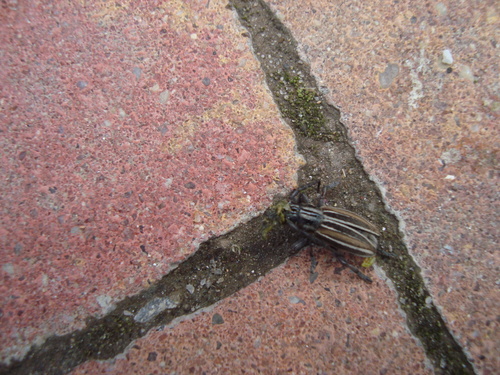 Iberodorcadion graellsii