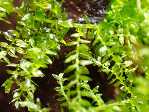 Gaubtoji aštriasnapė nuotrauka