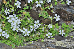 Arenaria funiculata