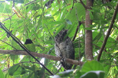 Megascops guatemalae