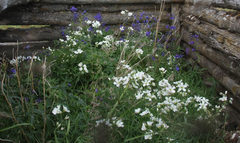 Delphinium middendorffii