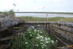 Delphinium middendorffii