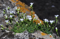 Arenaria funiculata