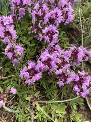 Thymus pavlovii