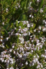 Erica brownleeae