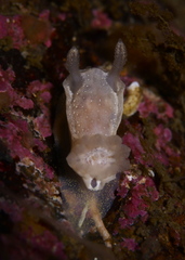 Goniodoris nodosa