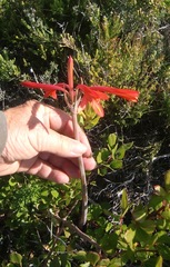 Cyrtanthus fergusoniae