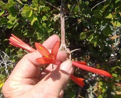 Cyrtanthus fergusoniae