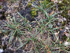 Carex richardsonii