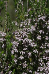 Erica brownleeae