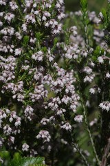 Erica brownleeae