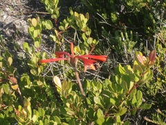 Cyrtanthus fergusoniae