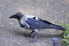 Corvus cornix