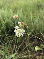 Schizochilus angustifolius