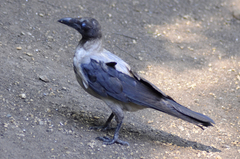 Corvus cornix