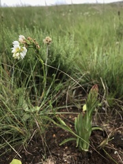 Schizochilus angustifolius