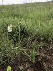 Schizochilus angustifolius