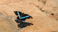 Papilio nireus lyaeus