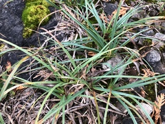 Carex richardsonii