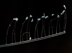 Gloiocephala