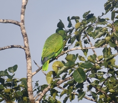 Amazona xantholora