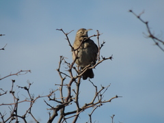 Upucerthia dumetaria