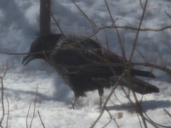 Corvus corax