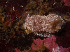 Goniodoris castanea