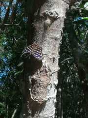 Myscelia cyaniris cyaniris