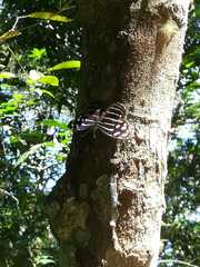 Myscelia cyaniris cyaniris