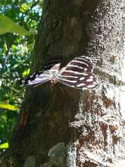Myscelia cyaniris cyaniris