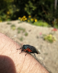 Osca lata