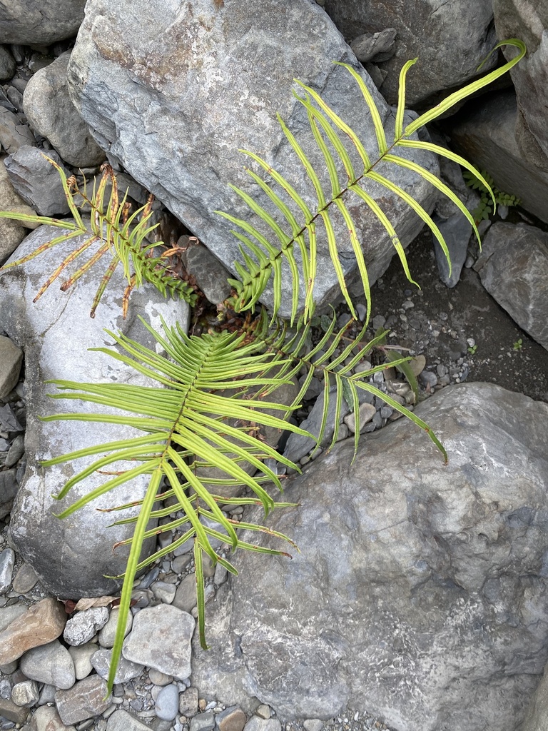 ladder fern from TW on January 31, 2021 at 0150 PM by irisyu · iNaturalist