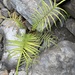 鱗蓋鳳尾蕨 - Photo 由 irisyu 所上傳的 (c) irisyu，保留部份權利CC BY-NC-ND