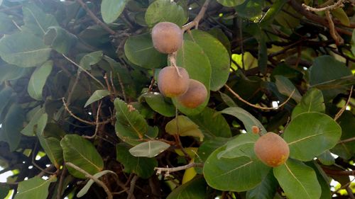 Neocarya macrophylla