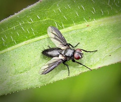 Nyctia halterata
