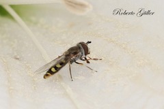 Austroscaeva occidentalis