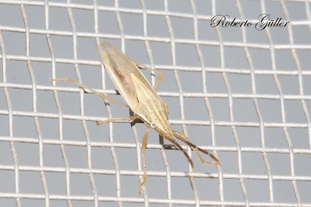 Mecidea pampeana