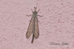 Ameromyia strigosa
