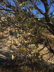 Pseudoziziphus parryi