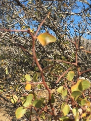 Pseudoziziphus parryi