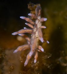 Eubranchus rupium