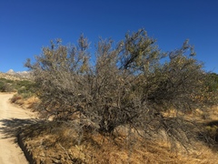 Pseudoziziphus parryi