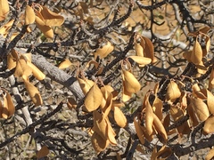 Pseudoziziphus parryi