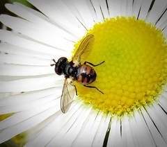 Gymnosoma nitens