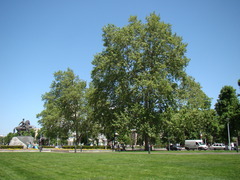 Platanus × hispanica