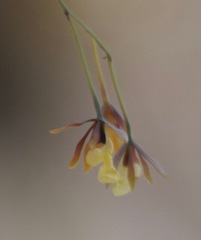 Prosthechea concolor