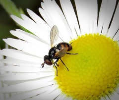 Gymnosoma nitens